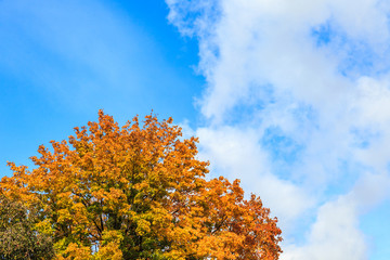 Fototapeta premium The image of a tree against the sky.