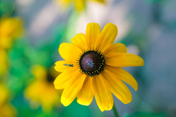 Yellow-orange Rudbeckia with brown centers.