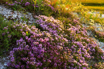 Thyme blooms at sunset on the hillside
