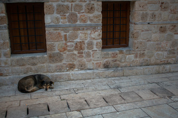 homeless dog sleeping on street in Antalya, Turkey 