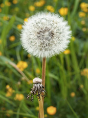 Blooming dandelion flower on a background of green field