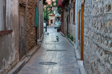 Fototapeta na wymiar cat walking on narrow romantic street between buildings in Atalanta, turkey 