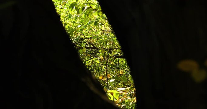 Moving a camera between two tree trunks into a forest on a sunny day when the sun shines through the space where the camera moves forward...