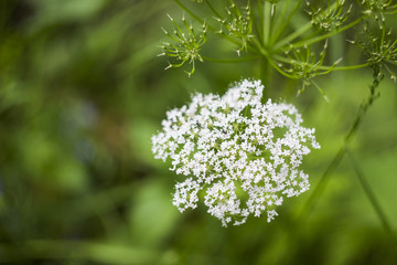 flowers of ground elder