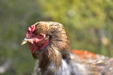 chicken searcing for food in publick park, during autumn season.