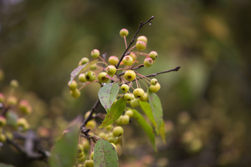 branch of a tree