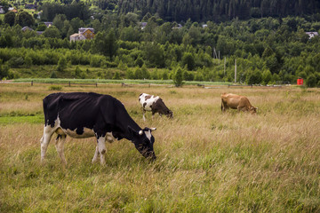 cows in the field