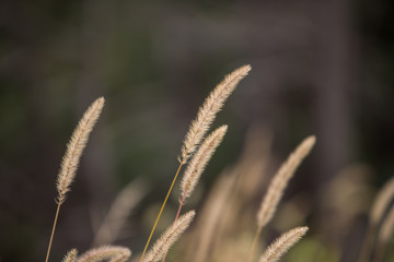 More Amber Waves of Grain