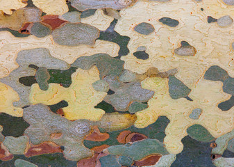 bark of platan tree. close-up