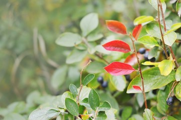 Bush with green and red leaves. Art autumn nature photography