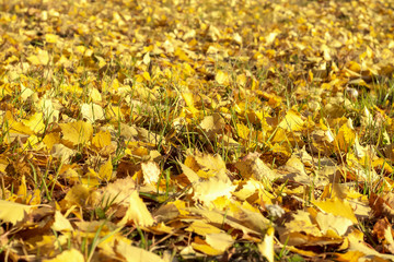 Yellow leaves lie on the earth.