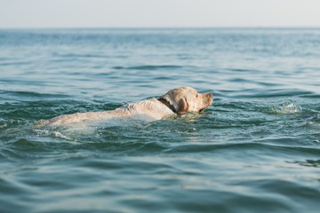 Yellow Labrador Swimming