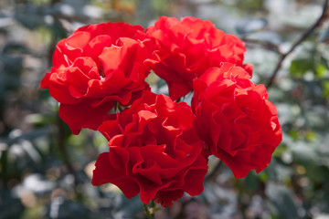 red roses - 228197074