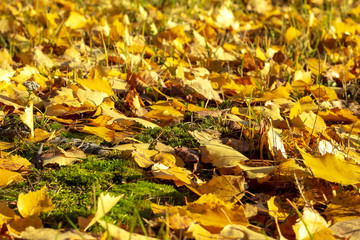 Yellow leaves lie on the earth.