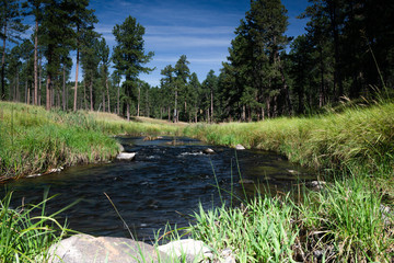 Creek flowing through  Custer State Park