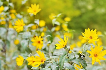 Yellow coneflowers. Autumn nature photography. October