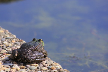 frog on rock at pond