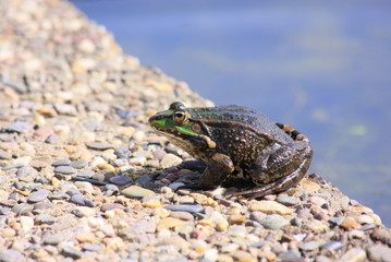 frog at a pond