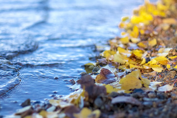 Autumn, yellow foliage on the bank of the lake.