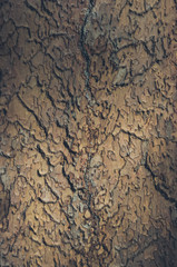 Abstract Brown Wood Bark Texture