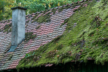 Moos auf Dach