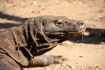 Dragon de Komodo