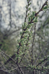 Branch of young leaves of sea buckthorn or Hippophae in early spring, selective focus. Important natural remedy.