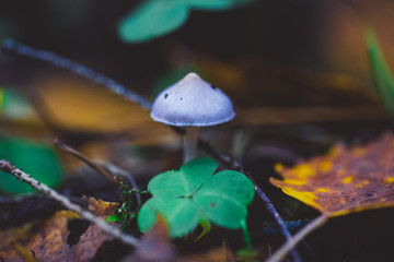 violet mushroom