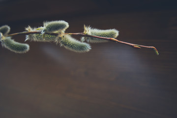 Willow catkin branch on a brown background. Easter card. Vintage effect.
