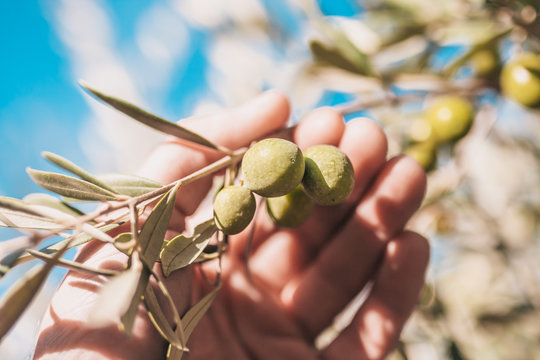 Olives on Farmer's Hand - Autumn in France