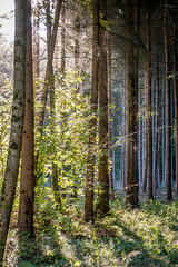 Sonnenstrahlen im Wald