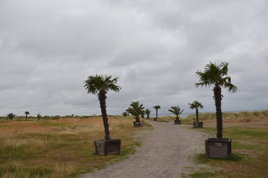 D&auml;nemark, Palmestranden, Frederikshavn, Palme, Palmen, Palmenstrand, Sand, Sandstrand, Sonnenschirm, Schirm, Wiese, Weg, Strand, Sommer, Herbst
