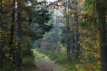 Obraz premium Forest road landscape close-up background. Autumn park