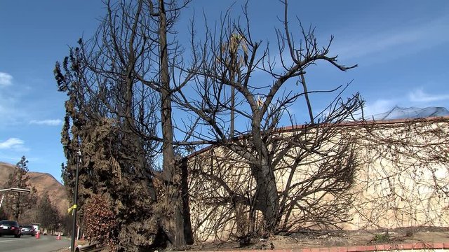 Burned down tree at trailer park near Sylmar so called Sayre Fire near Los Angeles, USA.