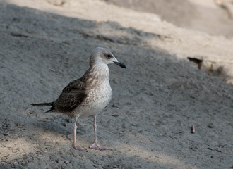 seagull on the beach