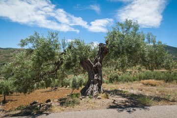 Olive tree, 1000 years old or even more. Olive tree plantation in Andalucia, Andalusia, Spain....