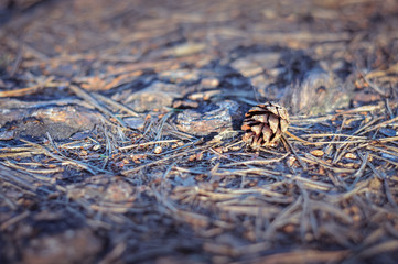 Pine cone lying on the ground in the forest in summer at sunset