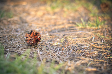 Pine cone lying on the ground in the forest in summer at sunset
