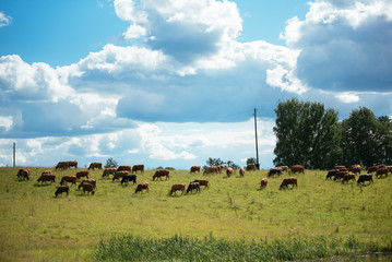 Brown cows on green field and blue sky with cumulus clouds in Latvia