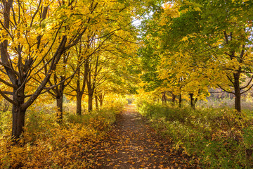 Autumn maple tree alley nature