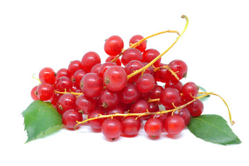 currant branches isolated on white background