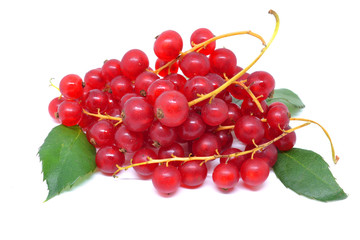 currant branches isolated on white background