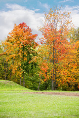 Naklejka premium Landscape with colorful autumn trees
