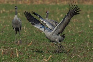 Kraniche auf der wiese