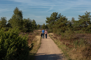 Senior citizens couple walking hand in hand on a pathway amidst a moorland heather fields and trees such as birches along the way