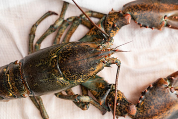 raw lobster on table