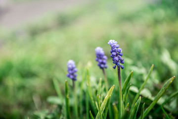 Blue spring flower, grape hyacinth in green grass in garden (Muscari armeniacum) in spring. Shallow depth of field.