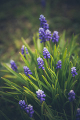 Fototapeta premium Niebieski kwiat wiosny, hiacynt winogronowy w zielonej trawie w ogrodzie (Muscari armeniacum) na wiosnę. Niewielka głębokość pola. Efekt vintage ze słojami.