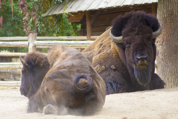 Large male bison © Ji