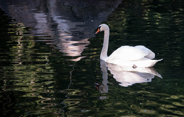 Fototapeta premium swan on the lake